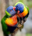 lorikeet